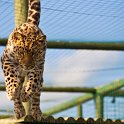 slides/_MG_7591.jpg wildlife, feline, big cat, cat, predator, fur, spot, amur, siberian, leopard, jump WBCW38 - Amur Leopard
